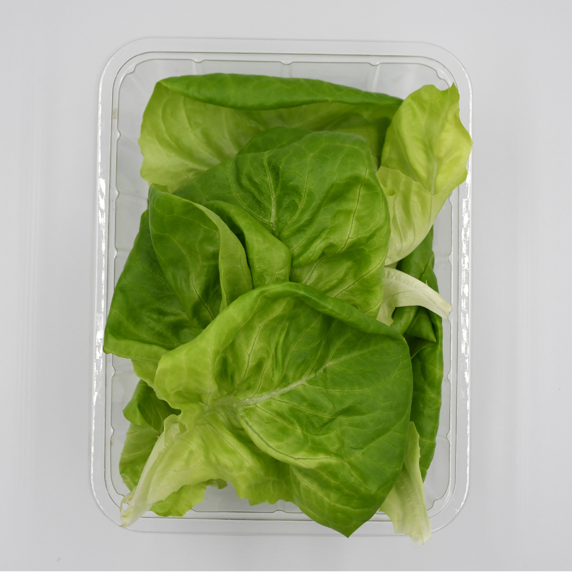 Hydroponically Grown Butterhead lettuce 100gms