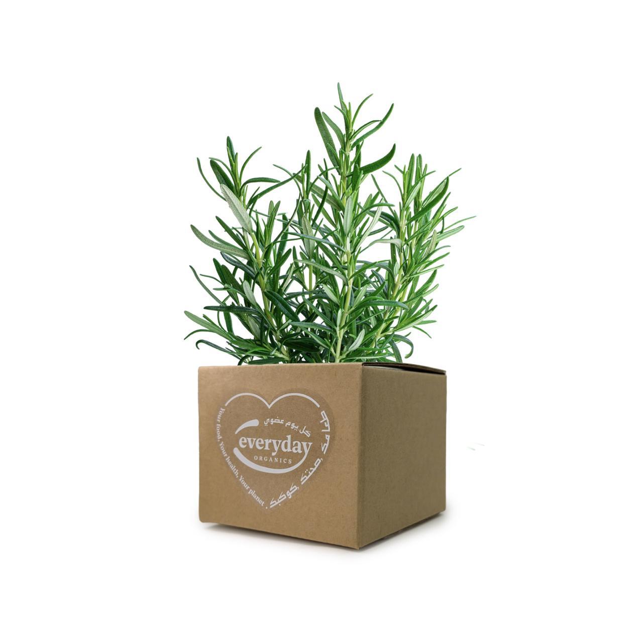 Rosemary Pot- (1 Pot)