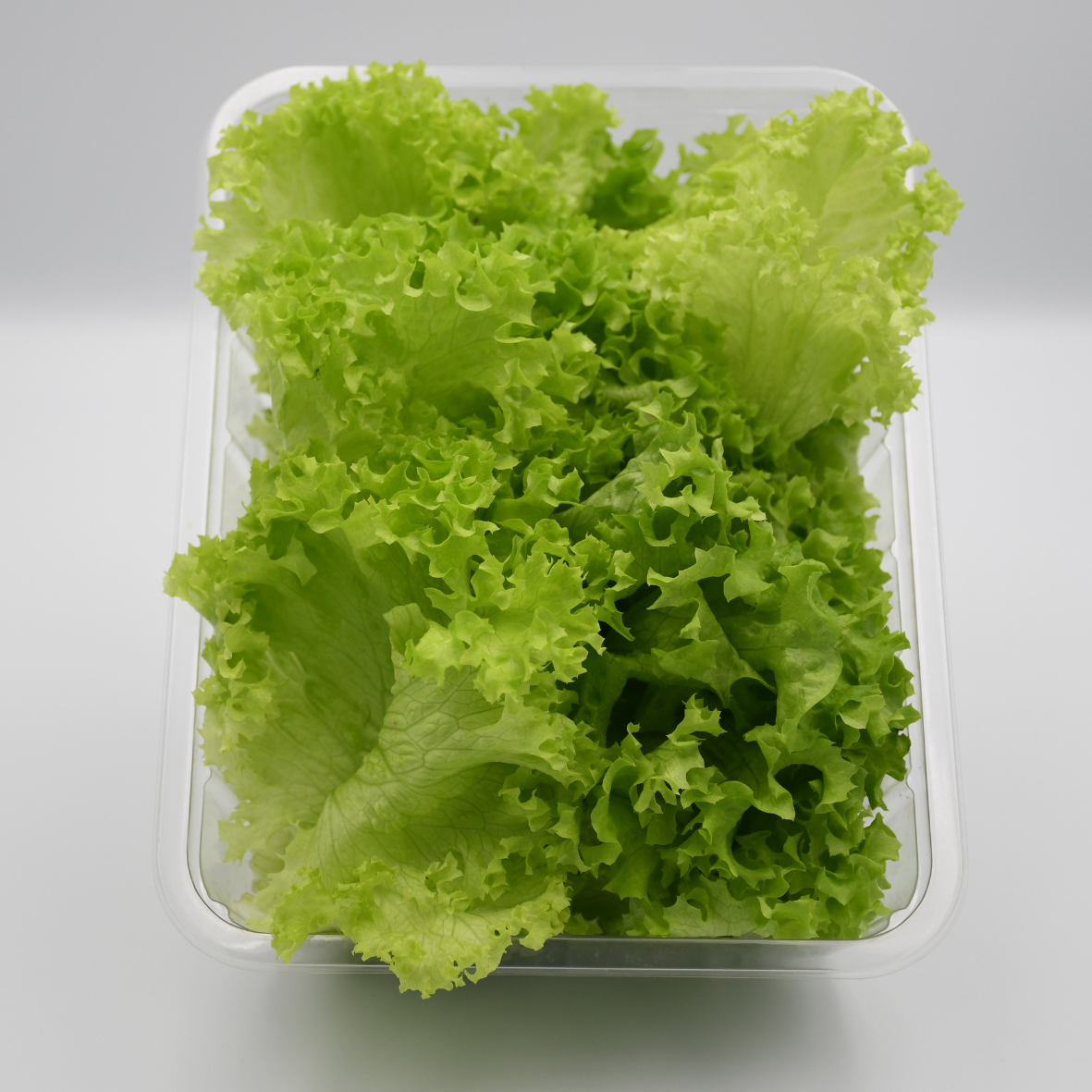 Hydroponically Grown Lollo Biondo Lettuce 100gms