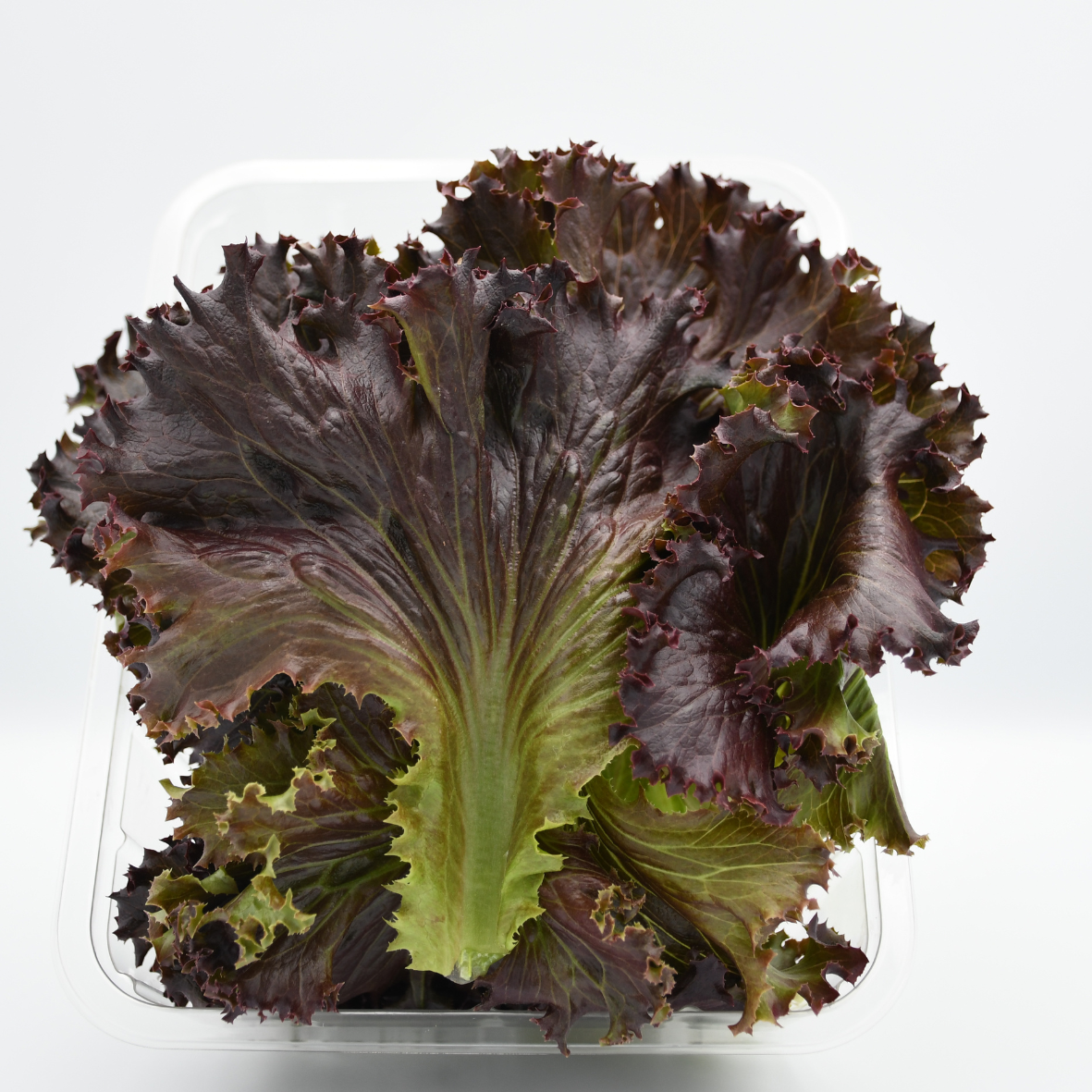 Hydroponically Grown Lollo Rosso Lettuce 100gms