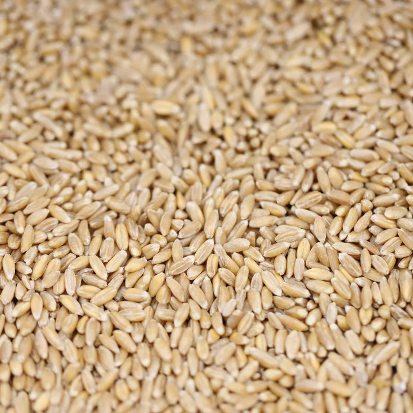 Organic Pre-cooked Italian Farro