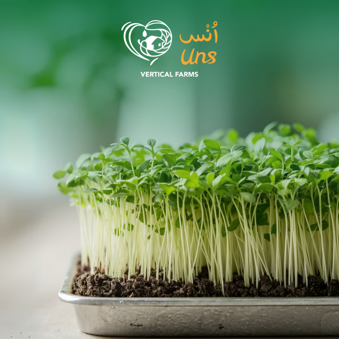 UNS Coriander Microgreen 1300g.