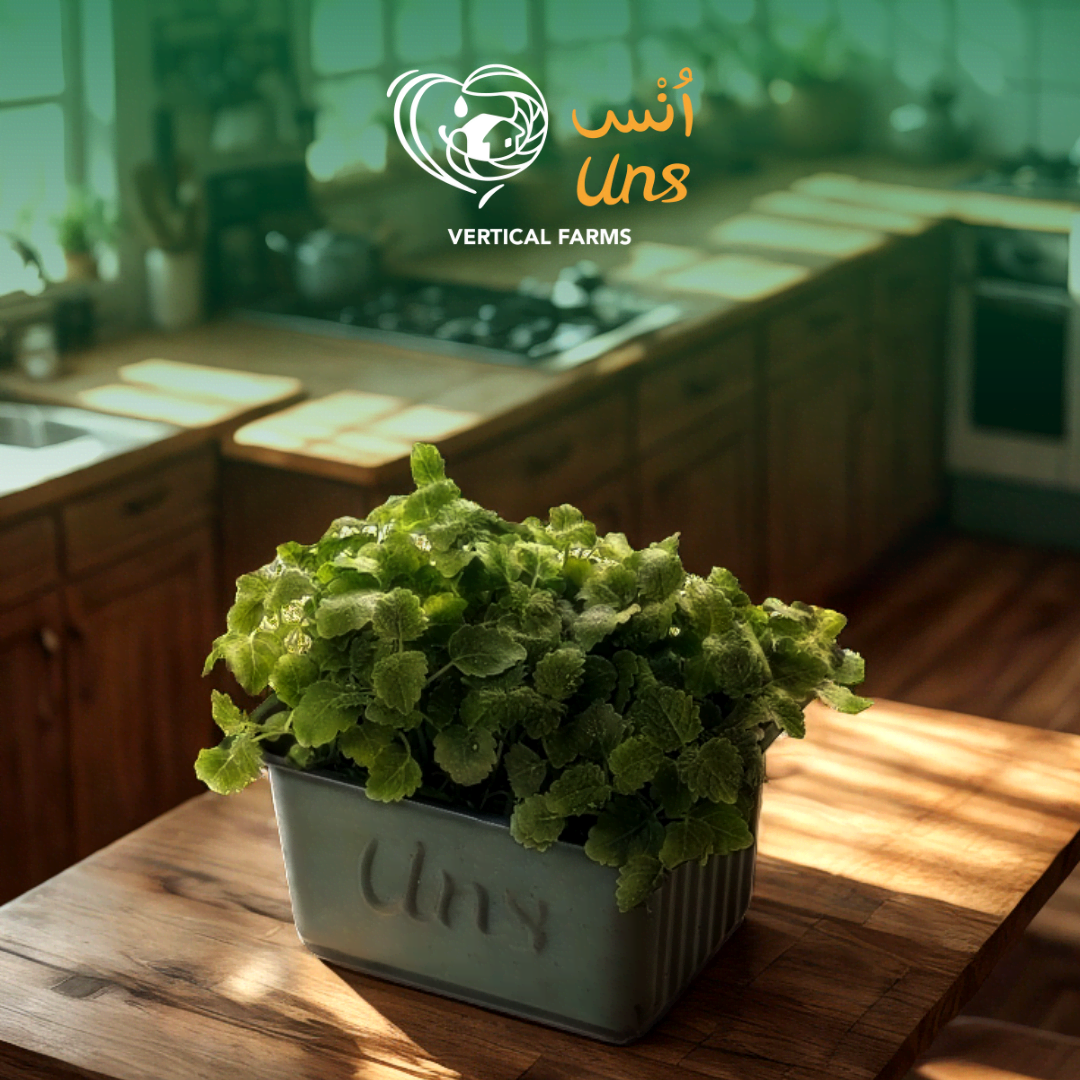 UNS Lemon Balm Microgreen 1300g