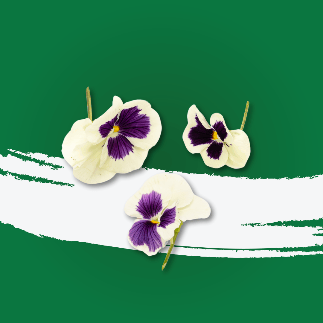 UNS Pansy Flowers 10pcs