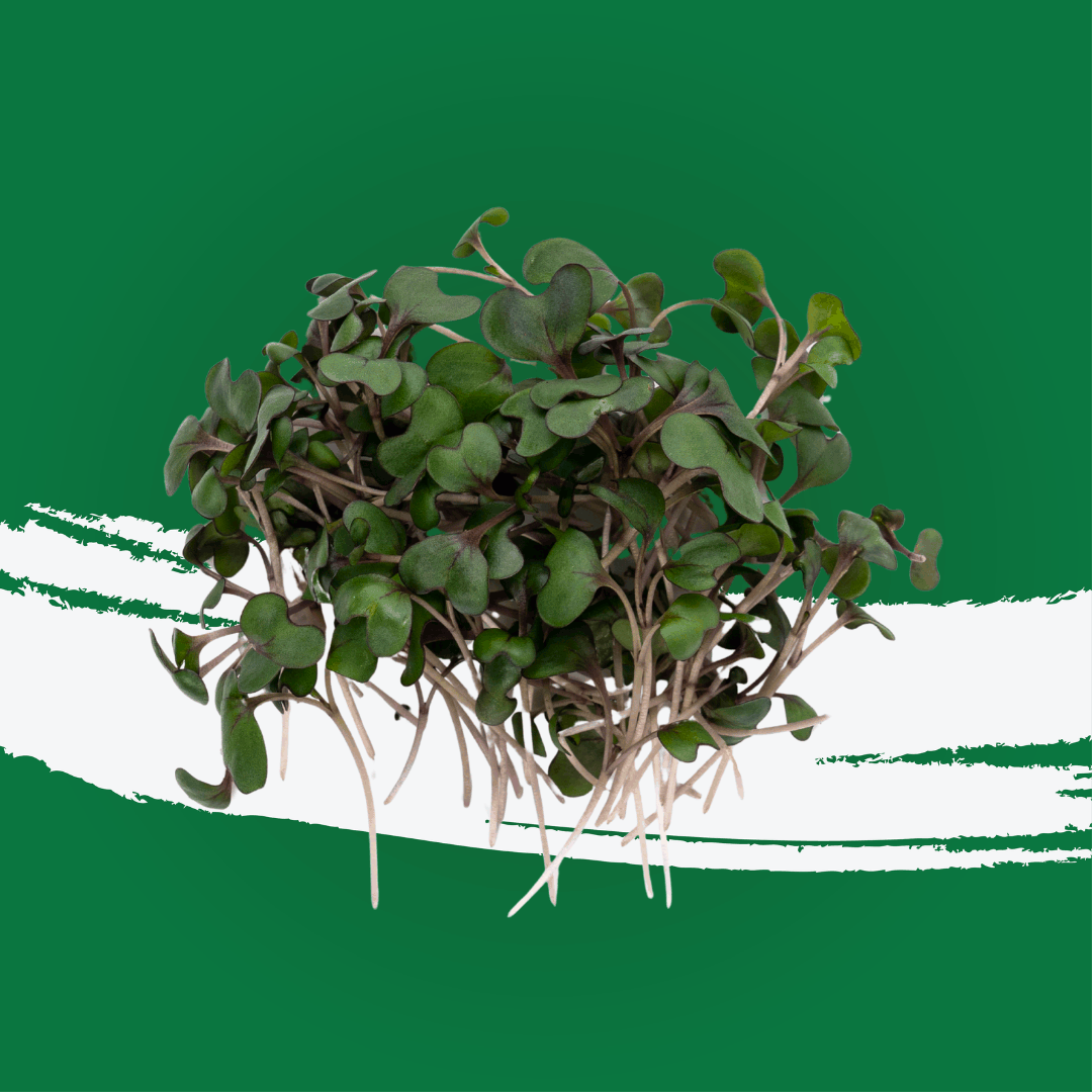 UNS Red Cabbage Microgreen 1300g