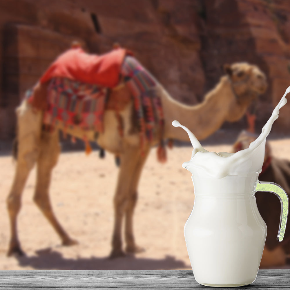 Camel Milk 1 ltr