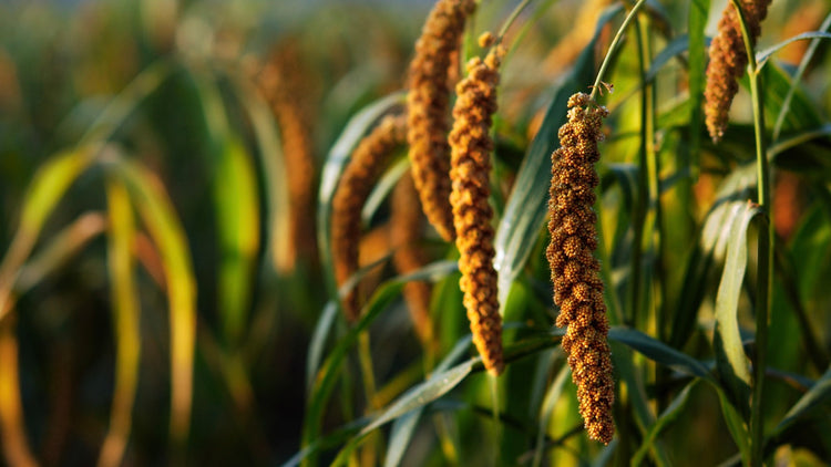 Millet Grains