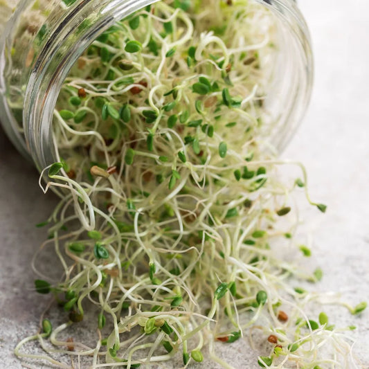 Alfalfa Sprouts 100gm