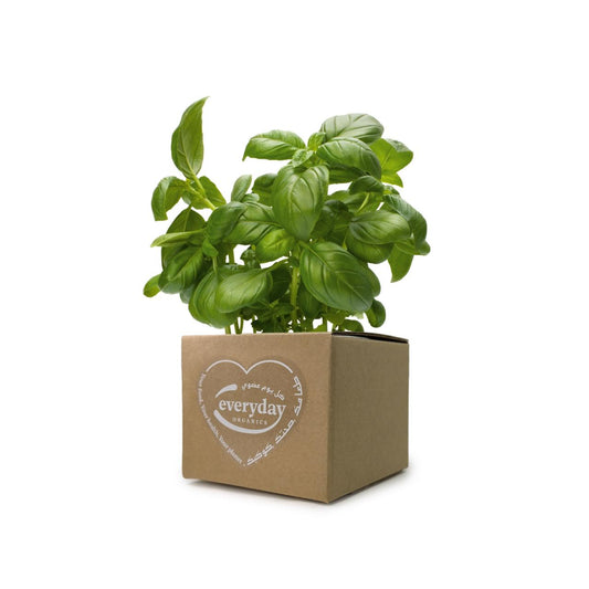 Basil Pot- (1 Pot)