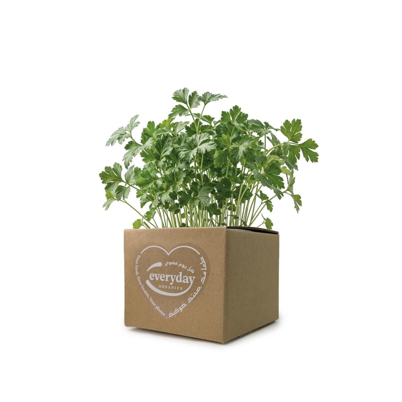 Parsley Pot- (1 Pot).
