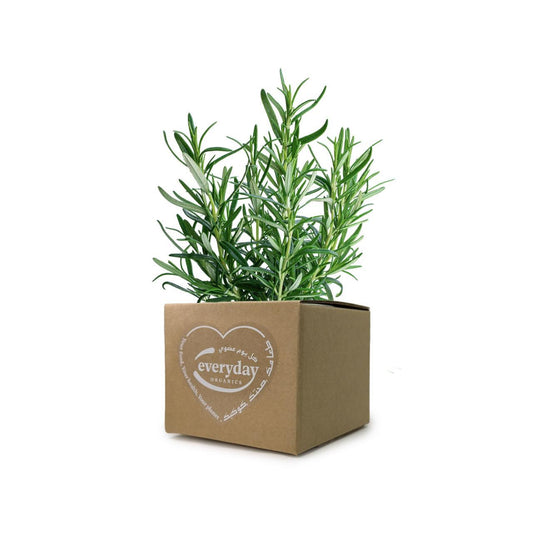 Rosemary Pot- (1 Pot)