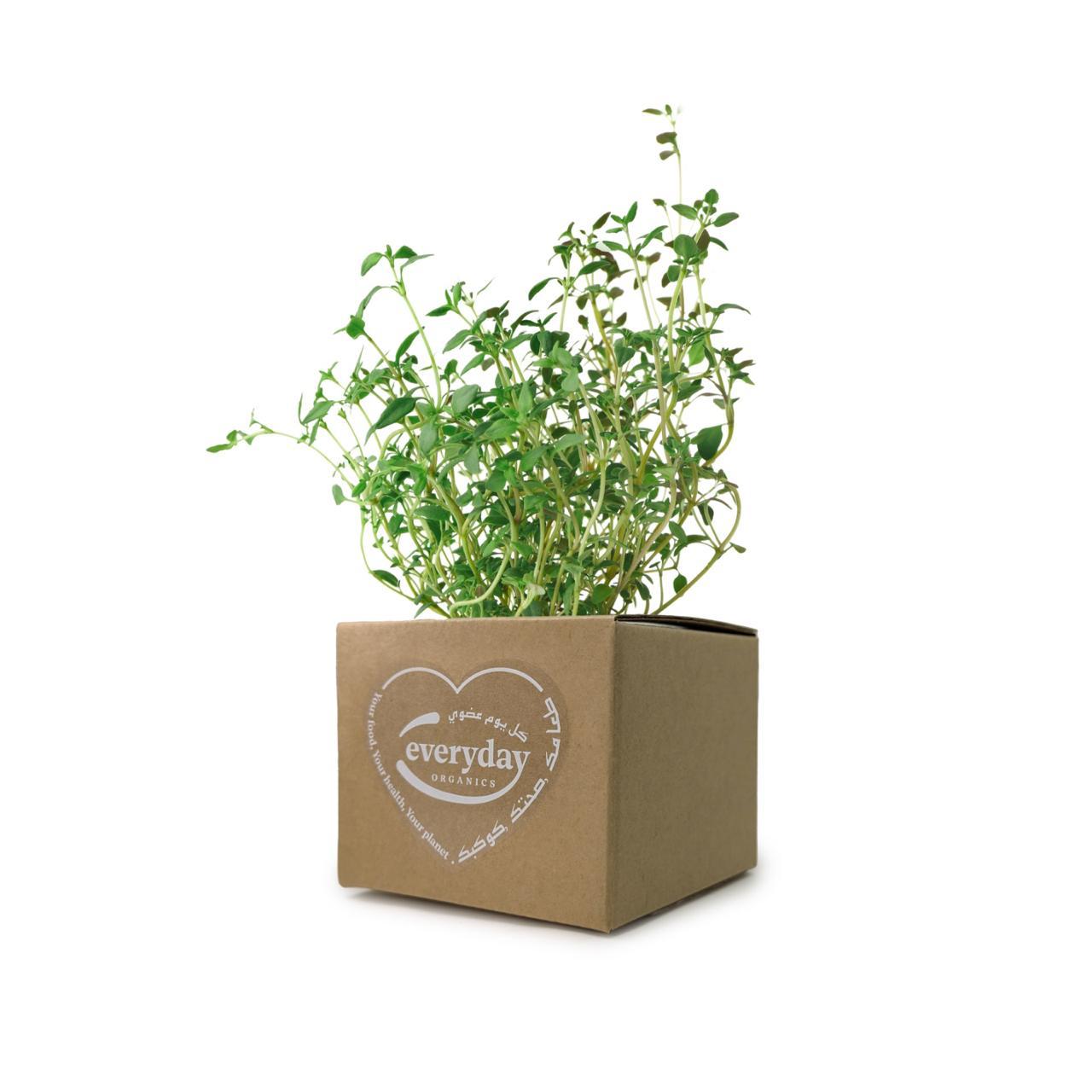 Thyme Pot- (1 Pot)