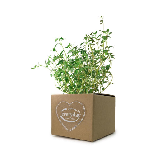 Thyme Pot- (1 Pot)