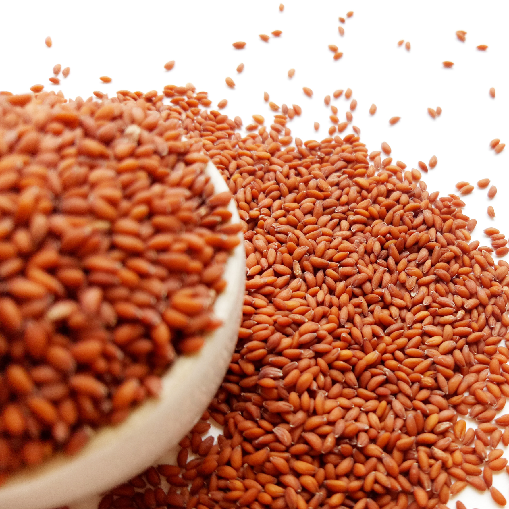 garden cress seeds malayalam Organic Garden Cress Seeds 100gm – Agri Nests