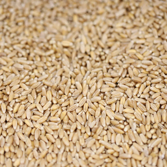 Organic Pre-cooked Italian Farro
