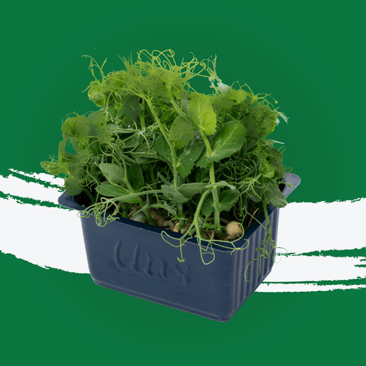 UNS Affilla Cress Microgreen 1300g.