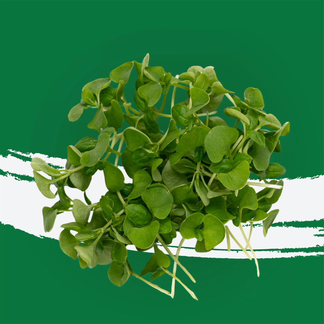 UNS Basil Microgreen 1300g.