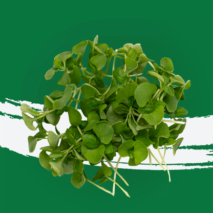 UNS Basil Microgreen 1300g.