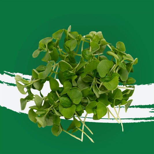 UNS Basil Microgreen 1300g.