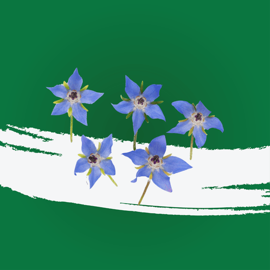 UNS Borage Flowers 20pcs