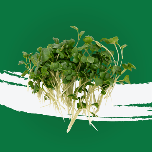 UNS Broccoli Microgreen 1300g.