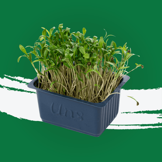 UNS Coriander Microgreen 1300g.