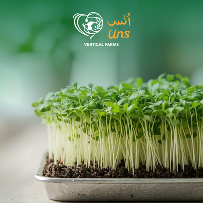 UNS Coriander Microgreen 1300g.