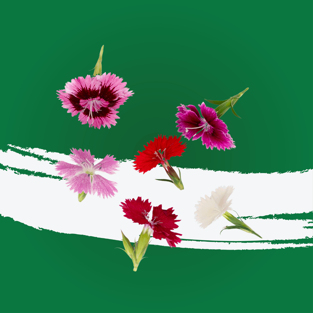 UNS Dianthus 20pcs