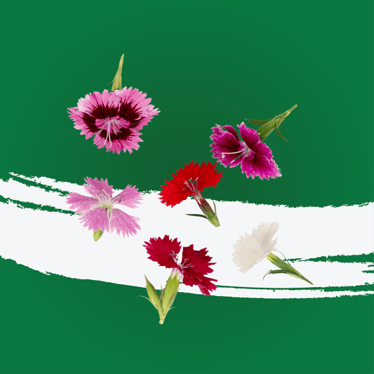 UNS Dianthus 20pcs