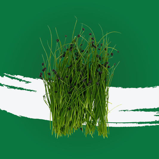 UNS Garlic Chives Microgreen 1300g