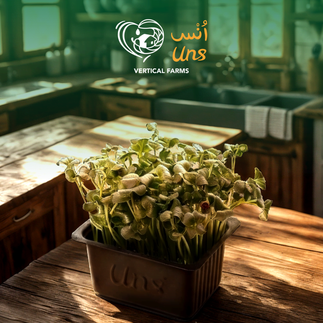 UNS Green Radish Microgreen 1300g.