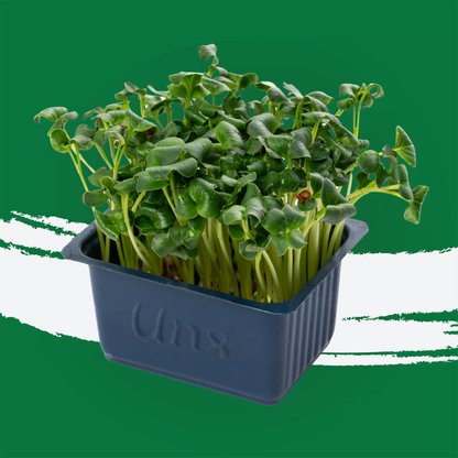 UNS Green Radish Microgreen 1300g.