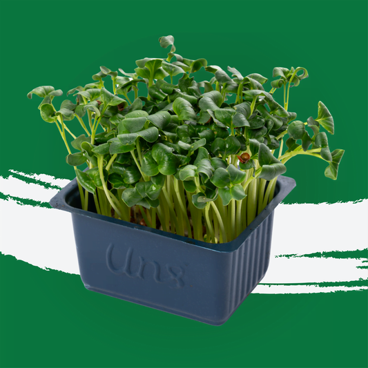 UNS Green Radish Microgreen 1300g.