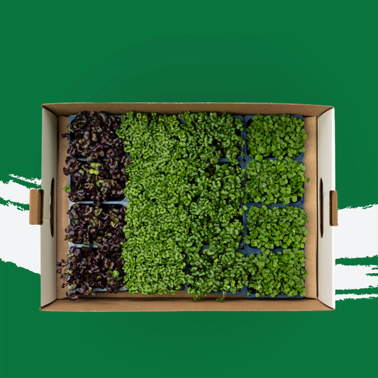 UNS Jumeriah Microgreen Mix 1300g.
