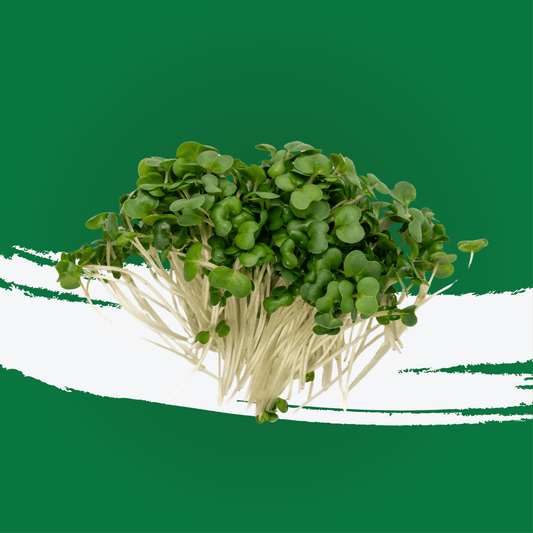 UNS Kale Microgreen 1300g
