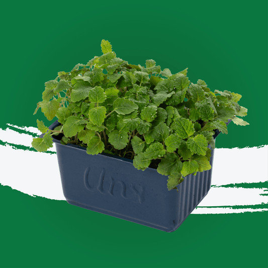 UNS Lemon Balm Microgreen 1300g