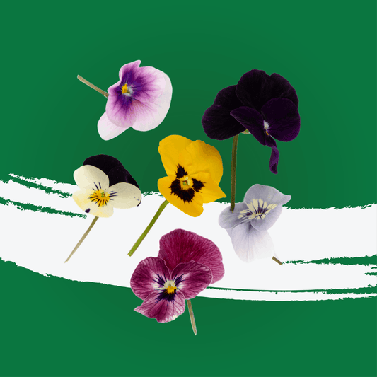 UNS Mixed Viola 20pcs.
