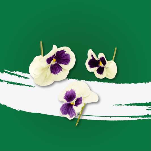 UNS Pansy Flowers 10pcs