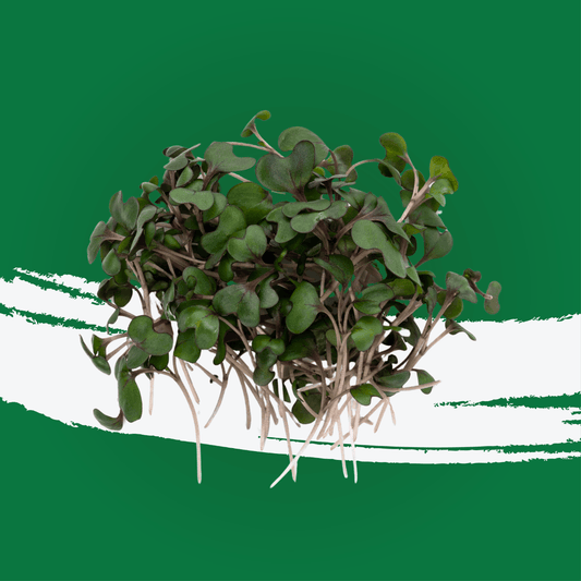 UNS Red Cabbage Microgreen 1300g