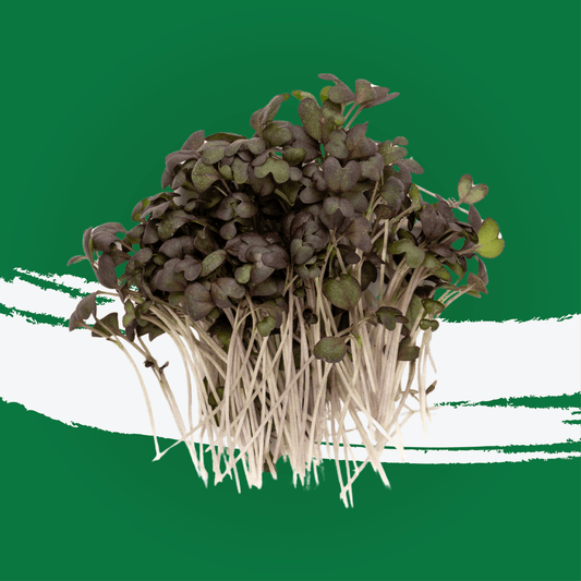 UNS Red Mustard Microgreen 1300g