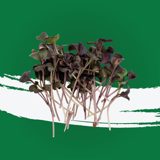 UNS Red Radish Microgreen 1300g.