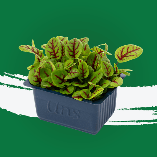 UNS Red Veined Sorrel Microgreen 1300g.
