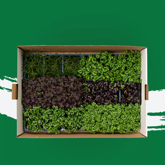 UNS Sakura Microgreen Mix 1300g.