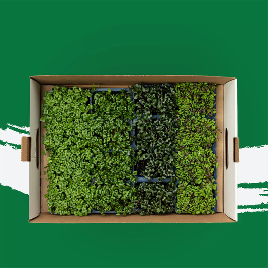UNS Samurai Microgreen Mix 1300g.