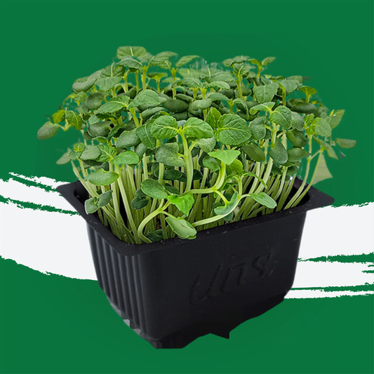 UNS Shiso Green Microgreen 1300g.