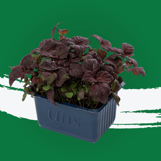 UNS Shiso Purple Microgreen 1300g.
