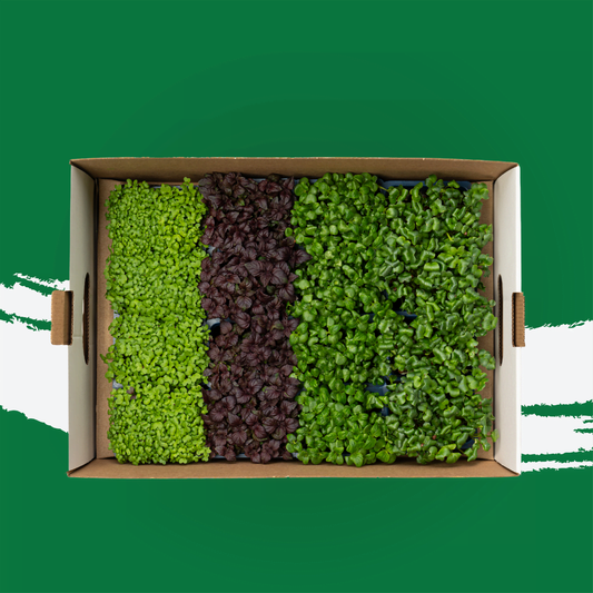 UNS Sisho Microgreen Mix 1300g.