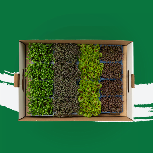 UNS Spicy Microgreen Mix 1300g.